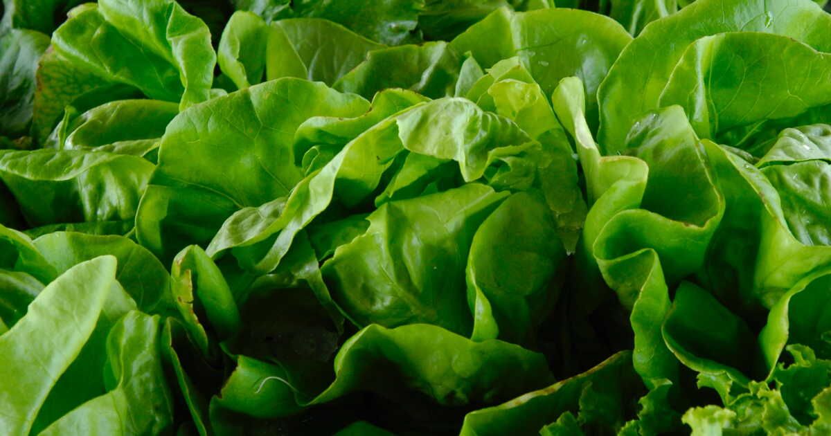 Les secrets d'une salade parfaite : évitez ces erreurs courantes