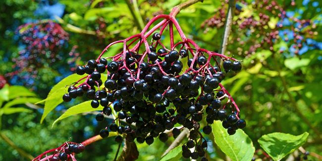 Sureau noir (Sambucus nigra), arbuste aux baies noires