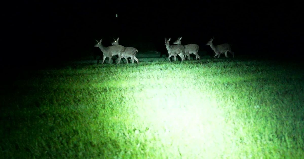 En pleine nuit, l'ONF compte les cerfs pour mieux gérer la forêt