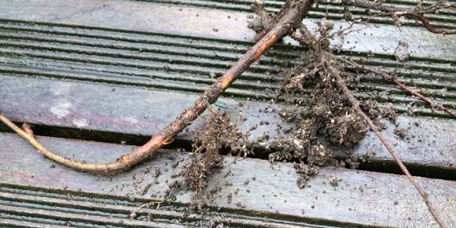 Comment réussir vos boutures de racines ?