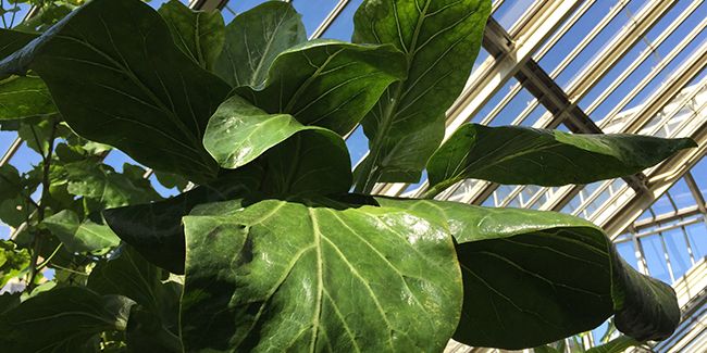 À la découverte de l'arbre chou (Dendroseris littoralis)