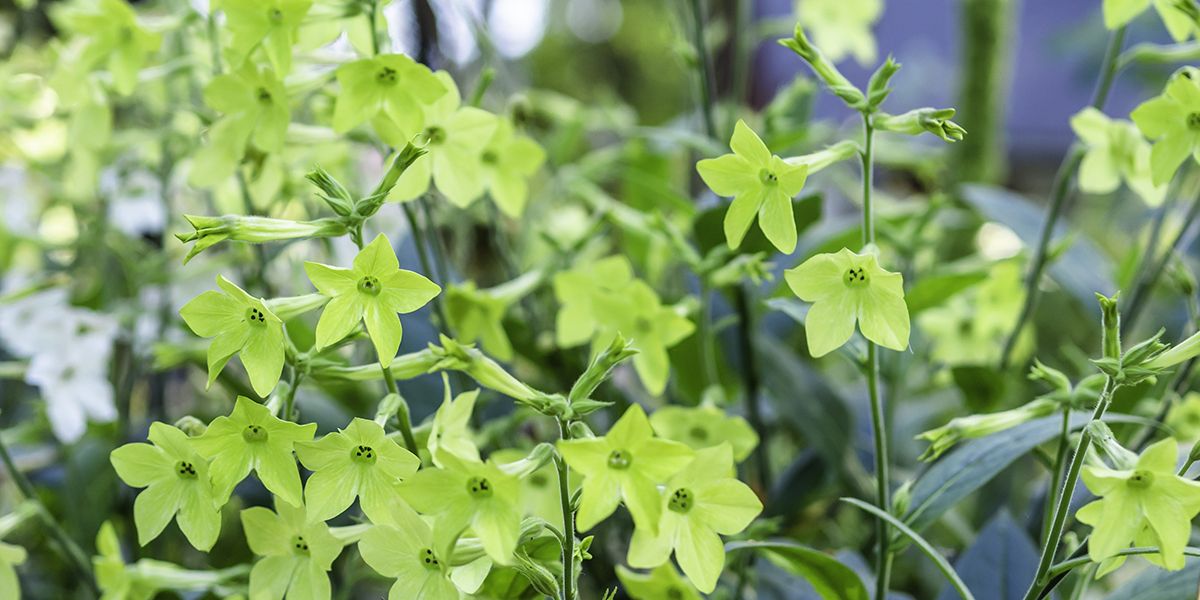 Découvrez les plus belles fleurs vertes pour égayer votre jardin