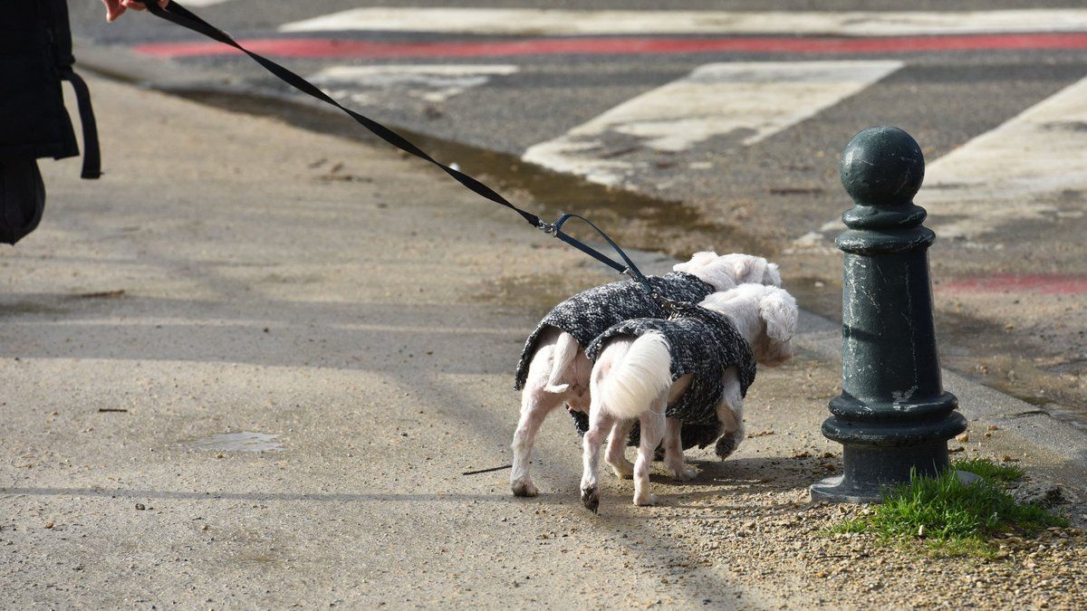 Alerte à Louvigny : des aiguilles dissimulées dans des boulettes menaçant nos compagnons à quatre pattes