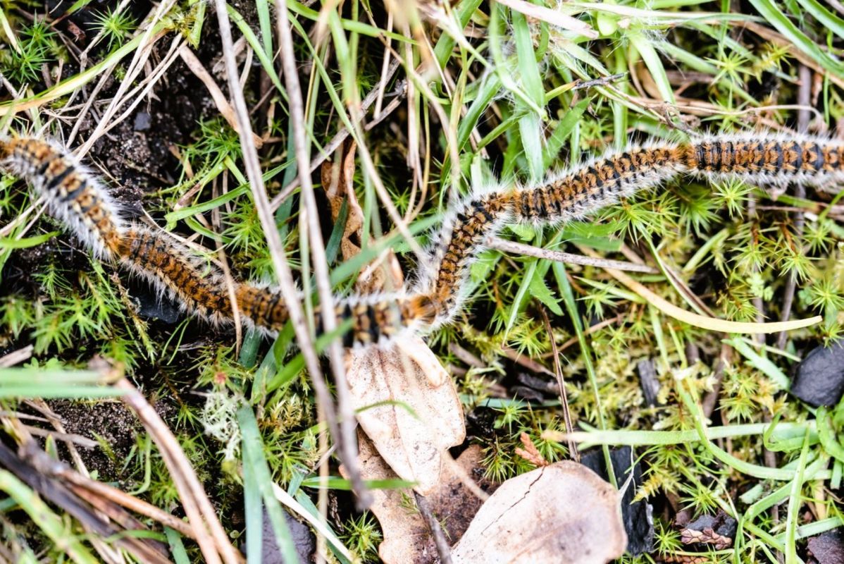 Chenilles processionnaires : agissez maintenant pour protéger votre jardin
