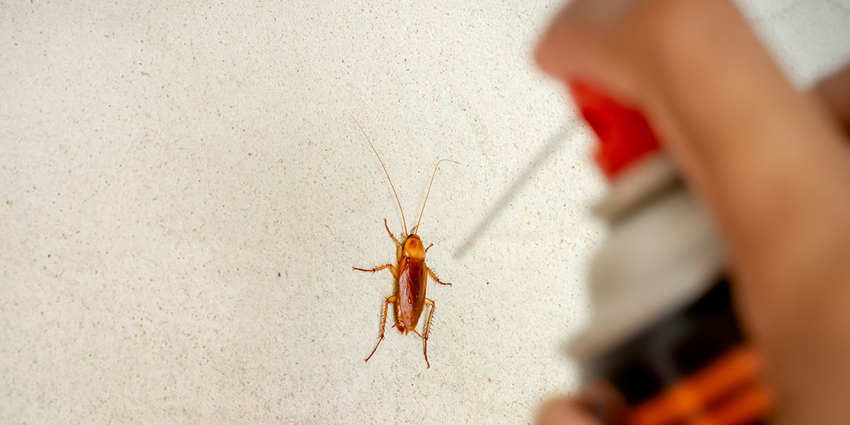 Comment fabriquer un piège à cafards pour les éradiquer ?