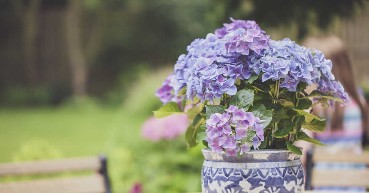 Les secrets pour réussir vos boutures d'hortensia