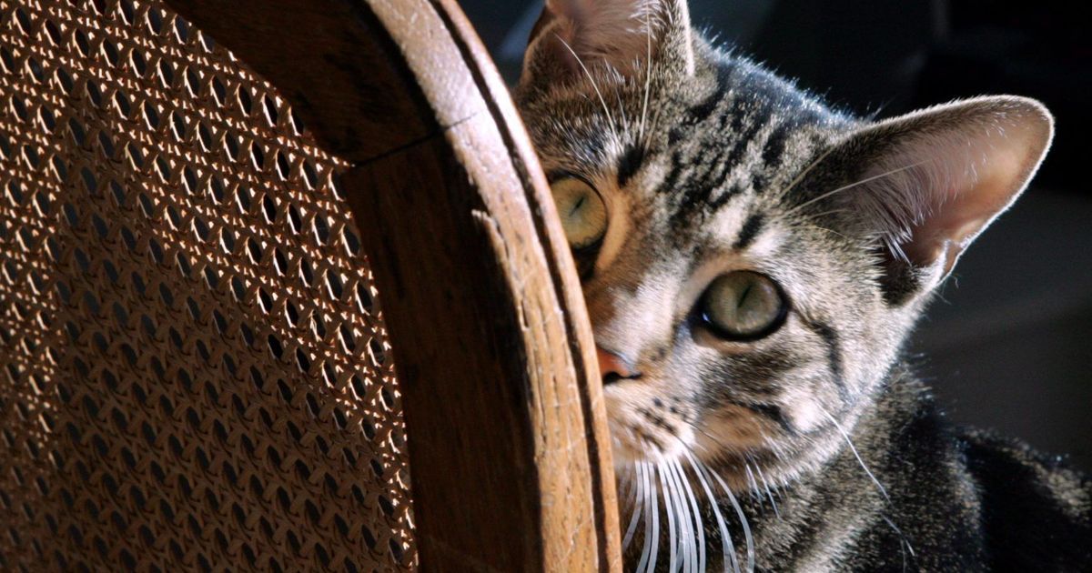 Un chat secouru par les pompiers d'Isneauville après avoir chuté dans un puits