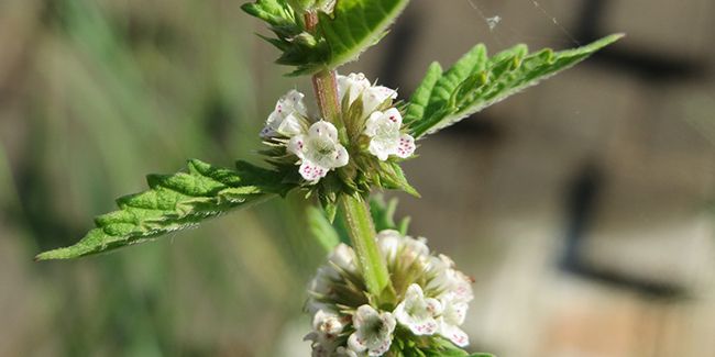 Les bienfaits surprenants du lycope contre l'hyperthyroïdie