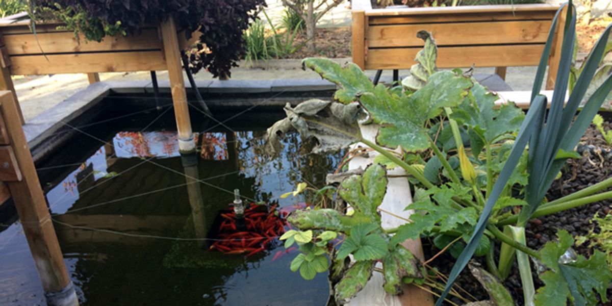 L'aquaponie : un écosystème fascinant entre poissons et plantes