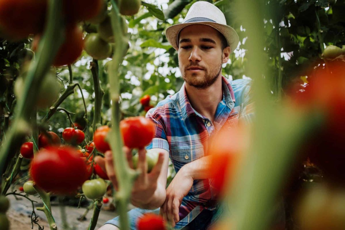 les plantes compagnes qui subliment vos tomates