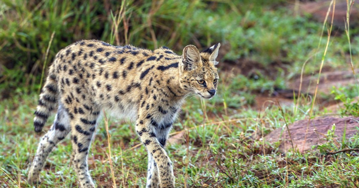 Condamné pour détention illégale d'animaux sauvages : un Ornais face à la justice