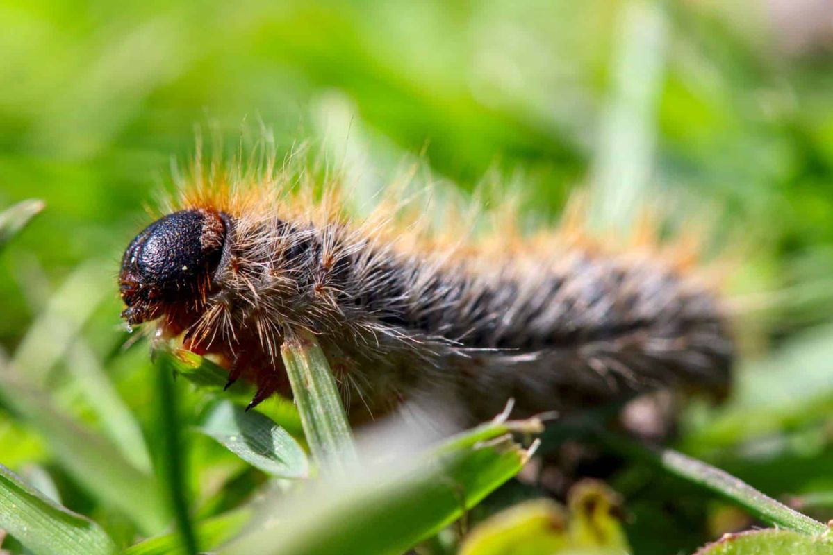Une invasion anticipée : les chenilles processionnaires, un danger grandissant cette année