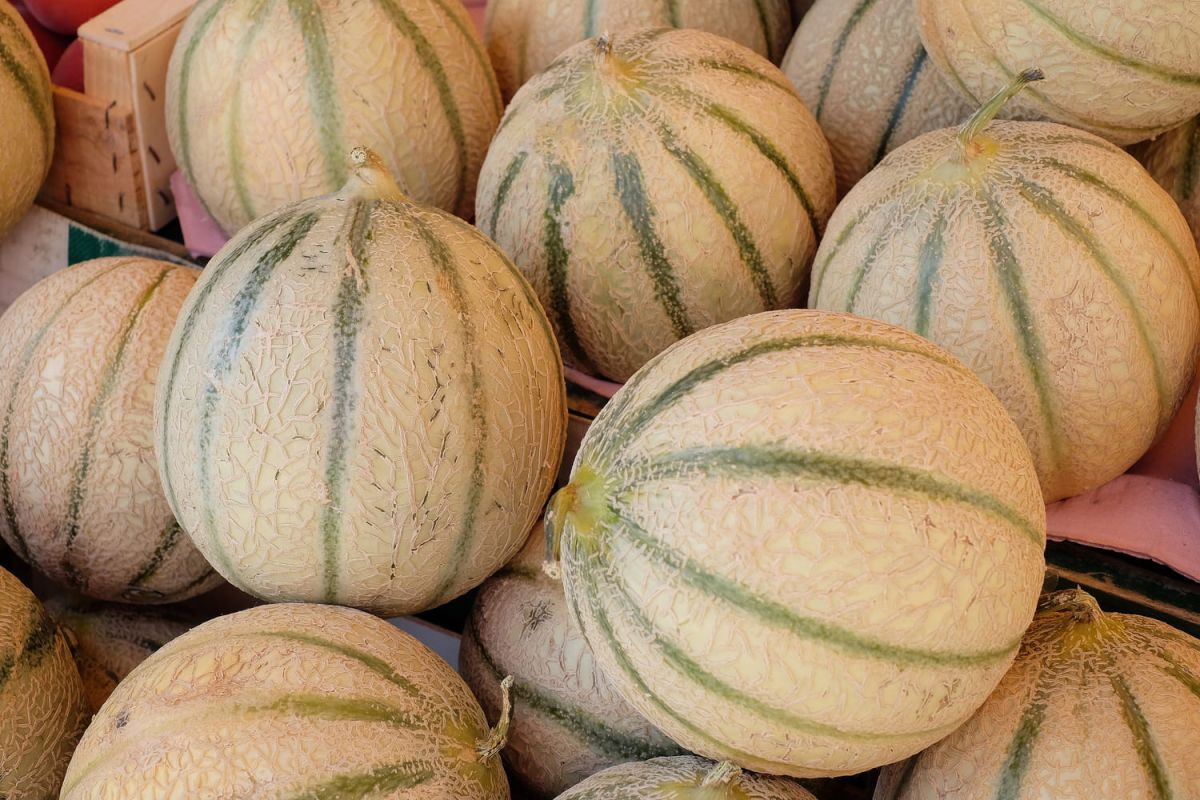 Comment choisir un melon parfait : les astuces incontournables des professionnels