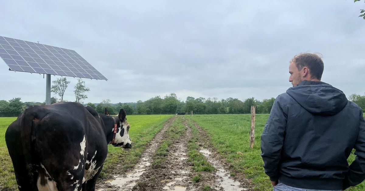 Le répit des agriculteurs normands : la pluie tant attendue