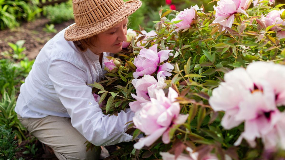 Les secrets du dédoublement des pivoines révélés