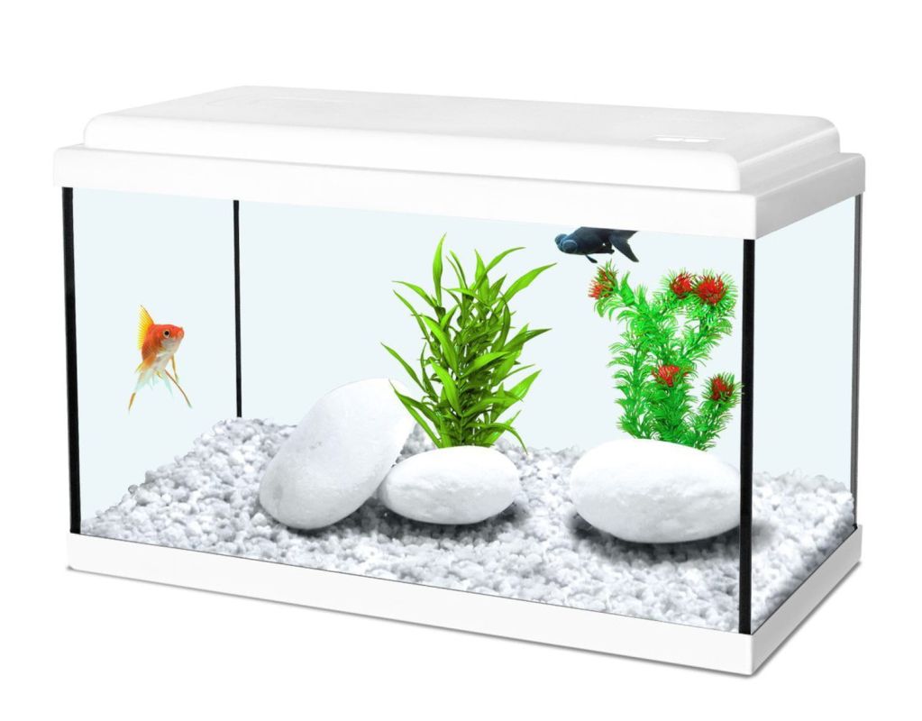 Les aquariums idéaux pour vos poissons : un guide pratique