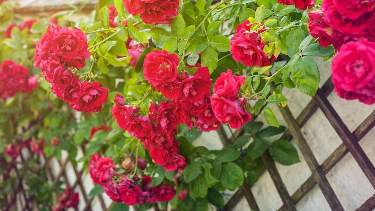 Jardinage : quand et comment planter un rosier grimpant ?