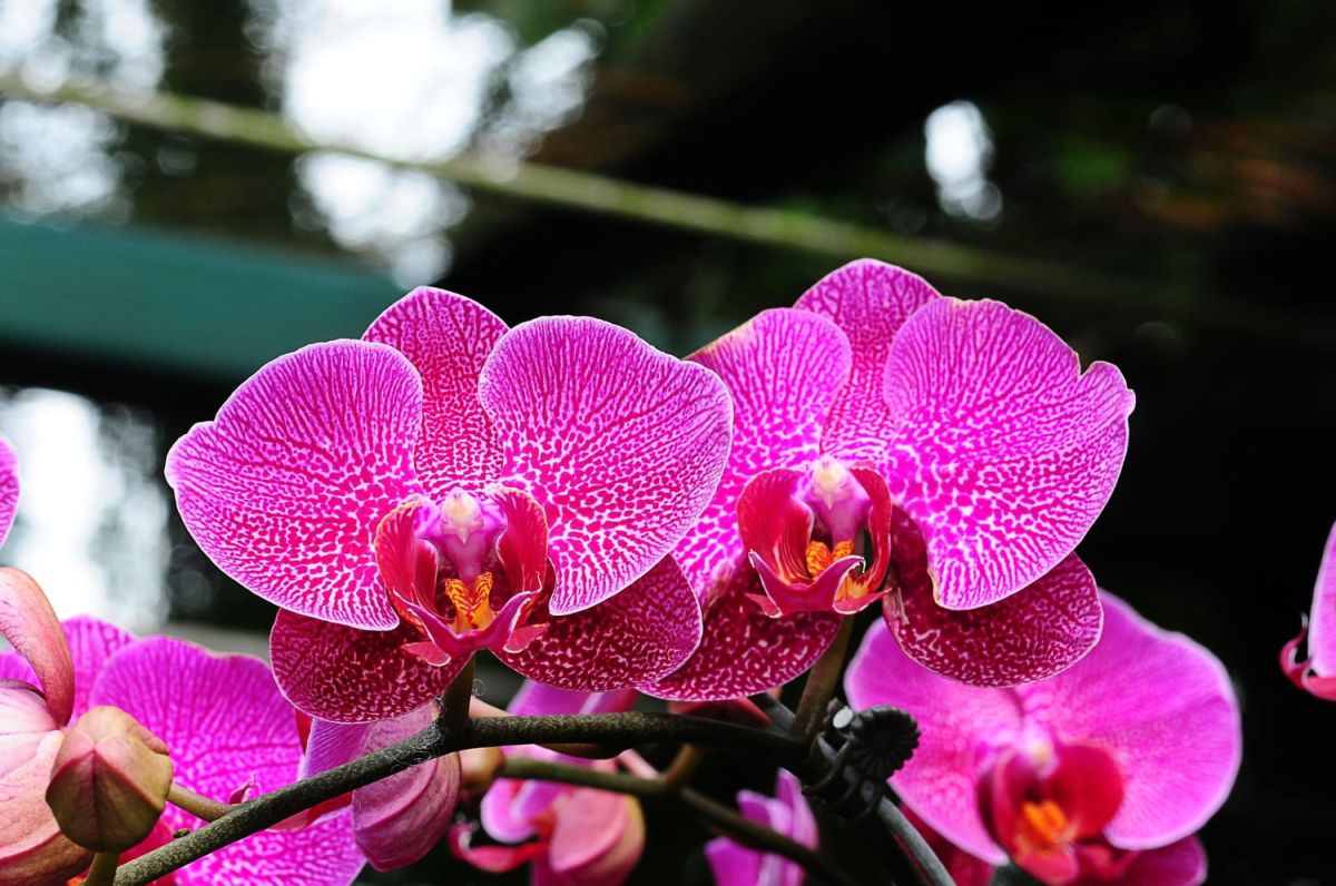 Astuces pour chouchouter votre orchidée papillon