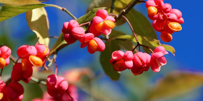 découvrez le fusain d'europe (euonymus europaeus), un arbuste à la beauté colorée