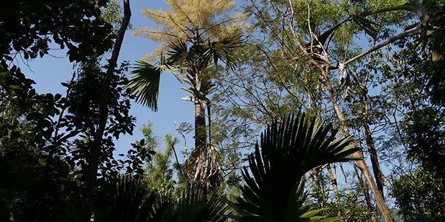 L'étonnant palmier talipot : beauté majestueuse et floraison unique