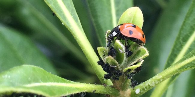 Le biocontrôle : une promesse pour l'avenir de l'agriculture sans glyphosate