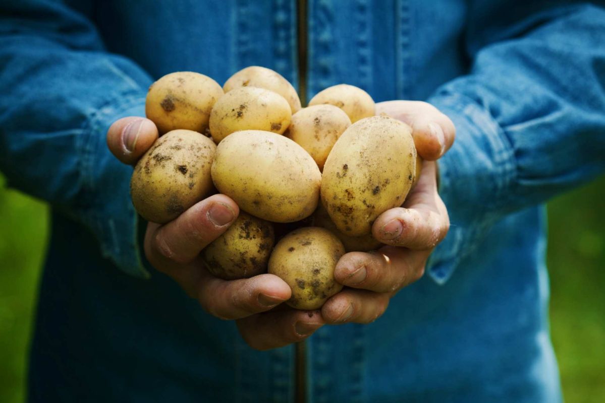 l'astuce surprenante pour conserver vos pommes de terre plus longtemps