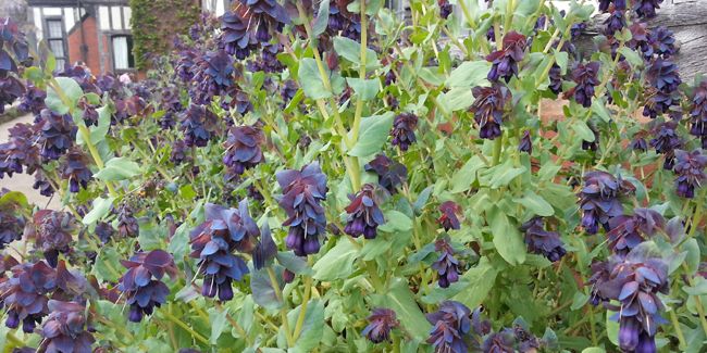 Cérinthe (Cerinthe major purpurascens) : un trésor de la biodiversité
