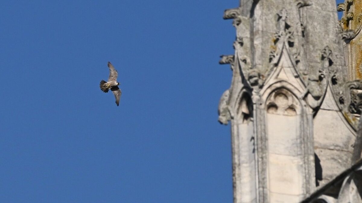 Des faucons pèlerins s'installent sur la cathédrale d'Évreux