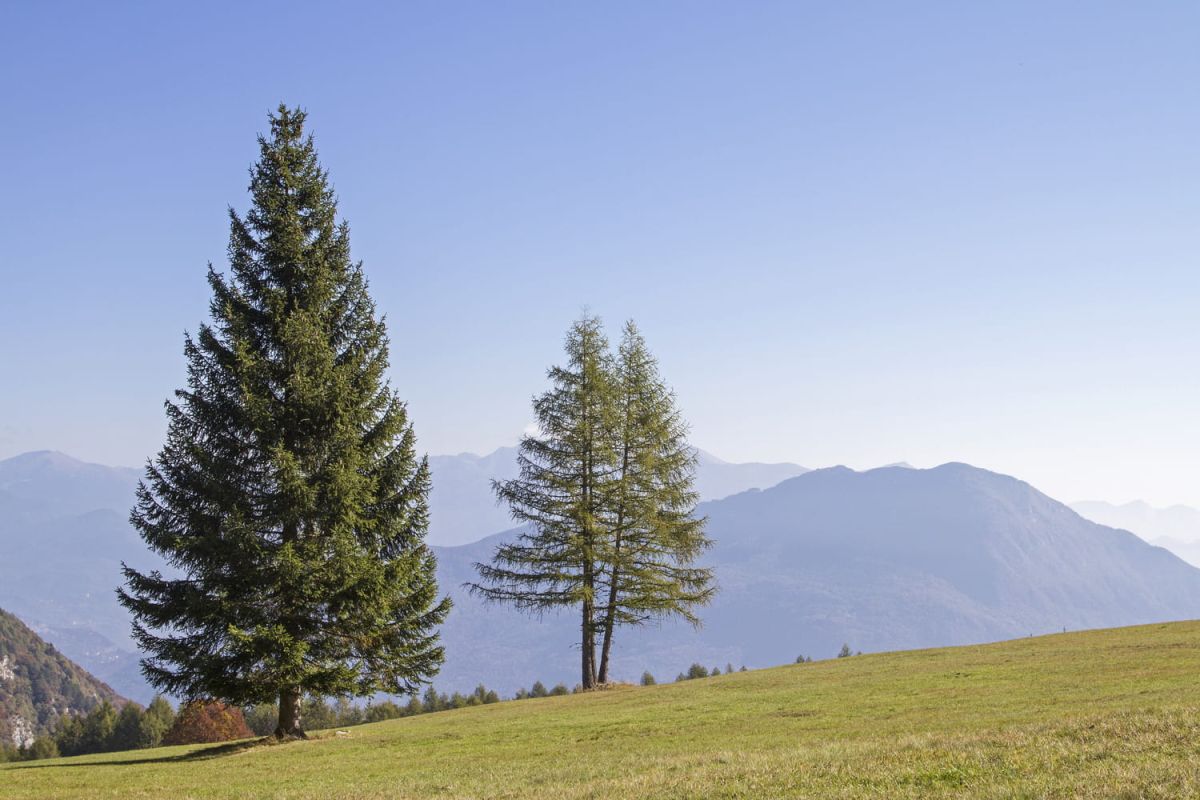 Cultiver le sapin : conseils pour un choix réussi