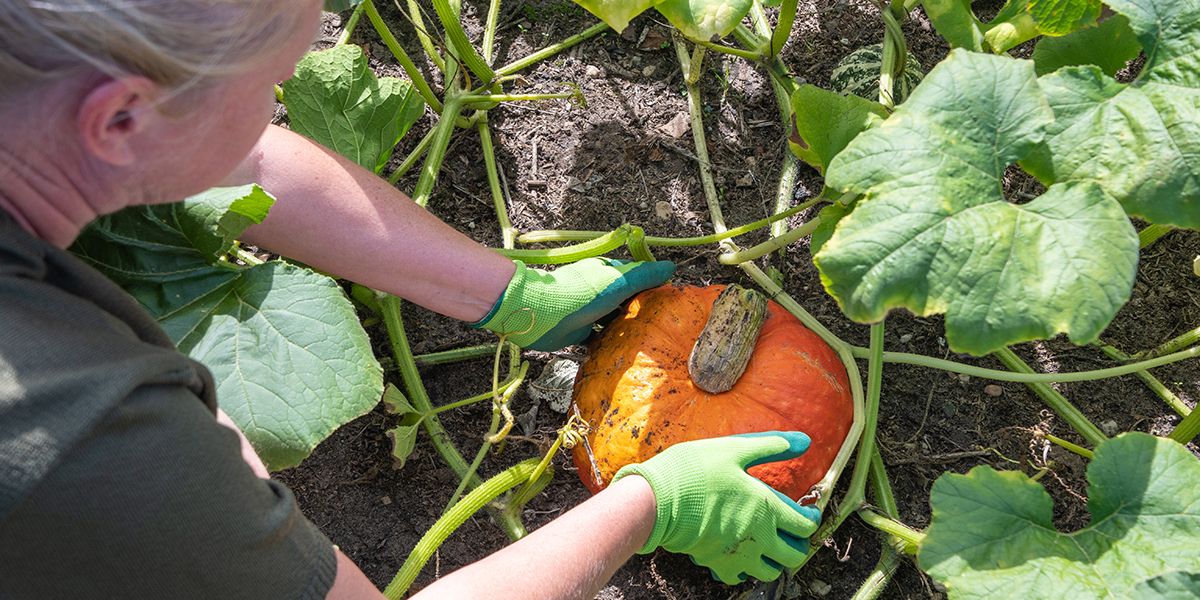 Comment savoir si un potiron et autres courges sont mûrs, prêts à être récoltés ?