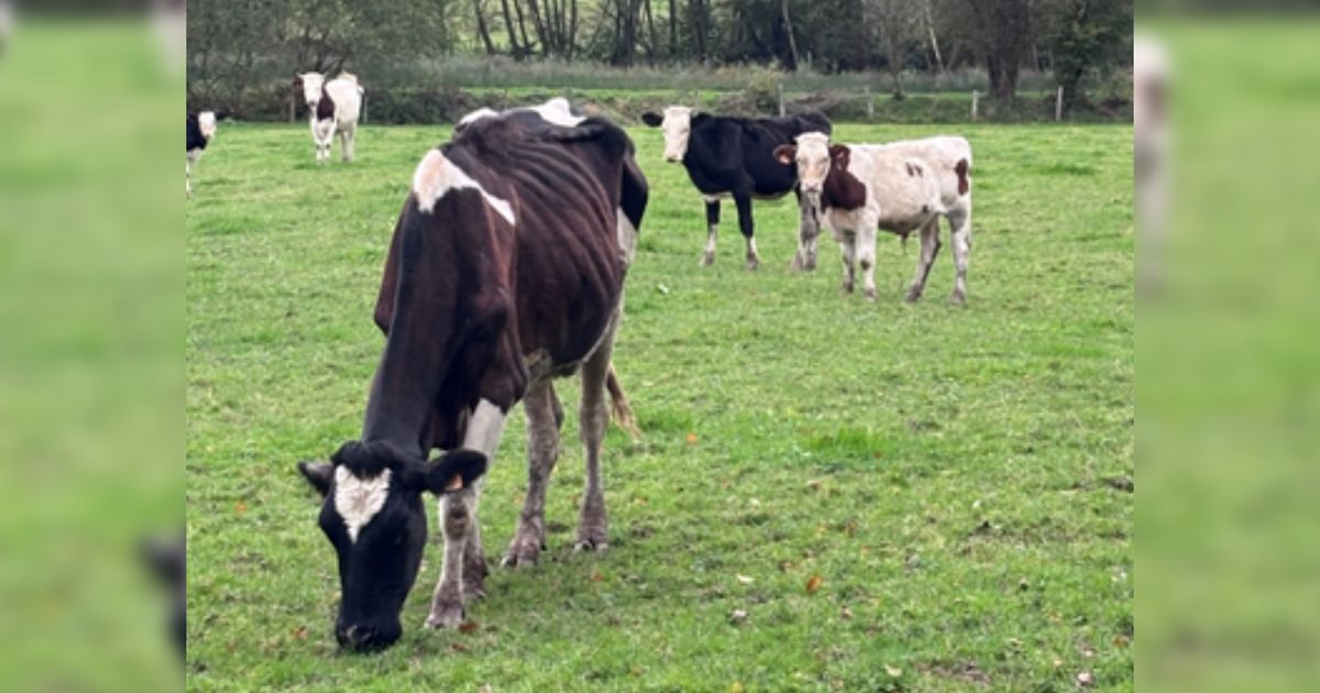 Un éleveur vosgien face à la justice pour maltraitance animale