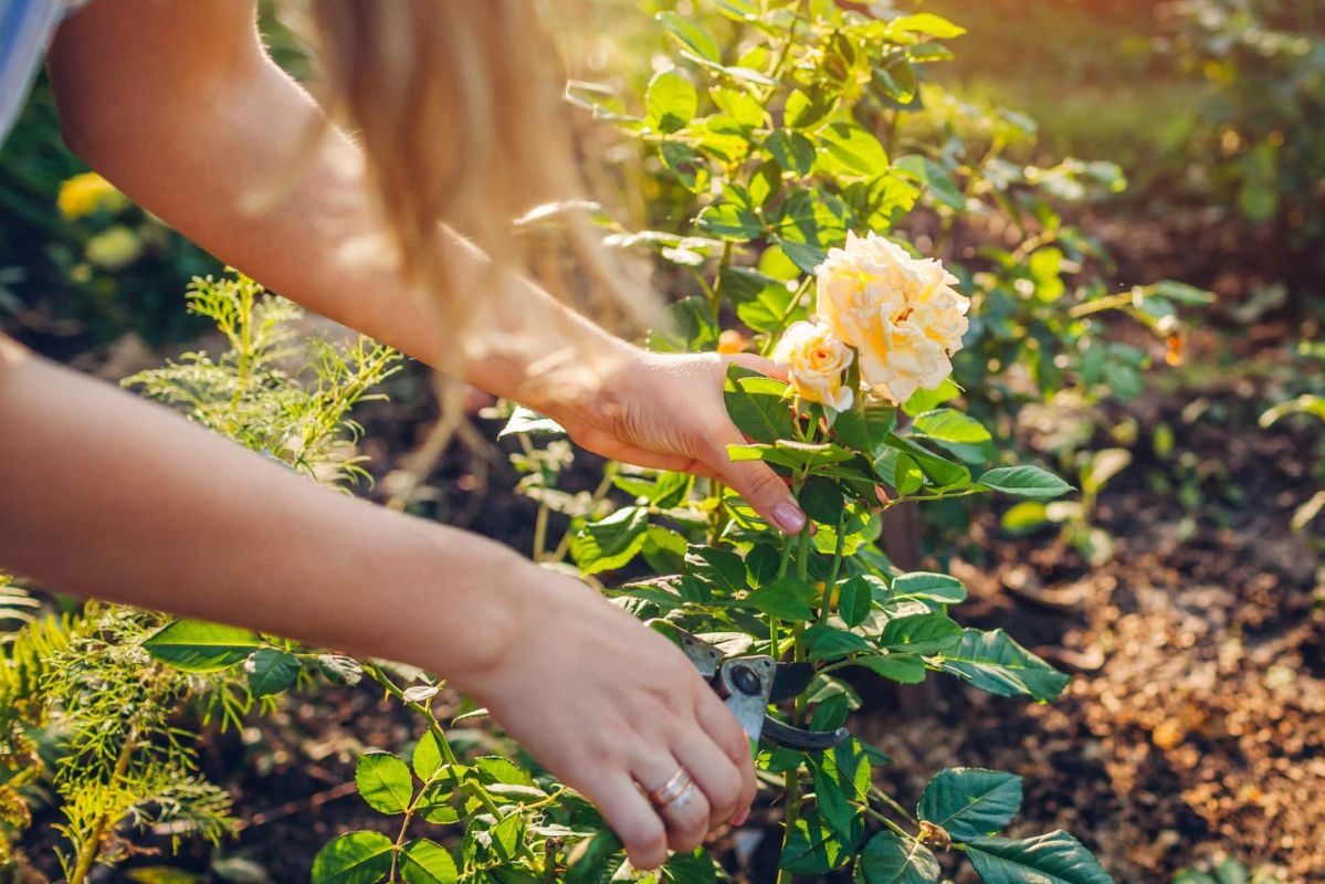 Des alliés inattendus : ces plantes à fuir pour préserver vos rosiers