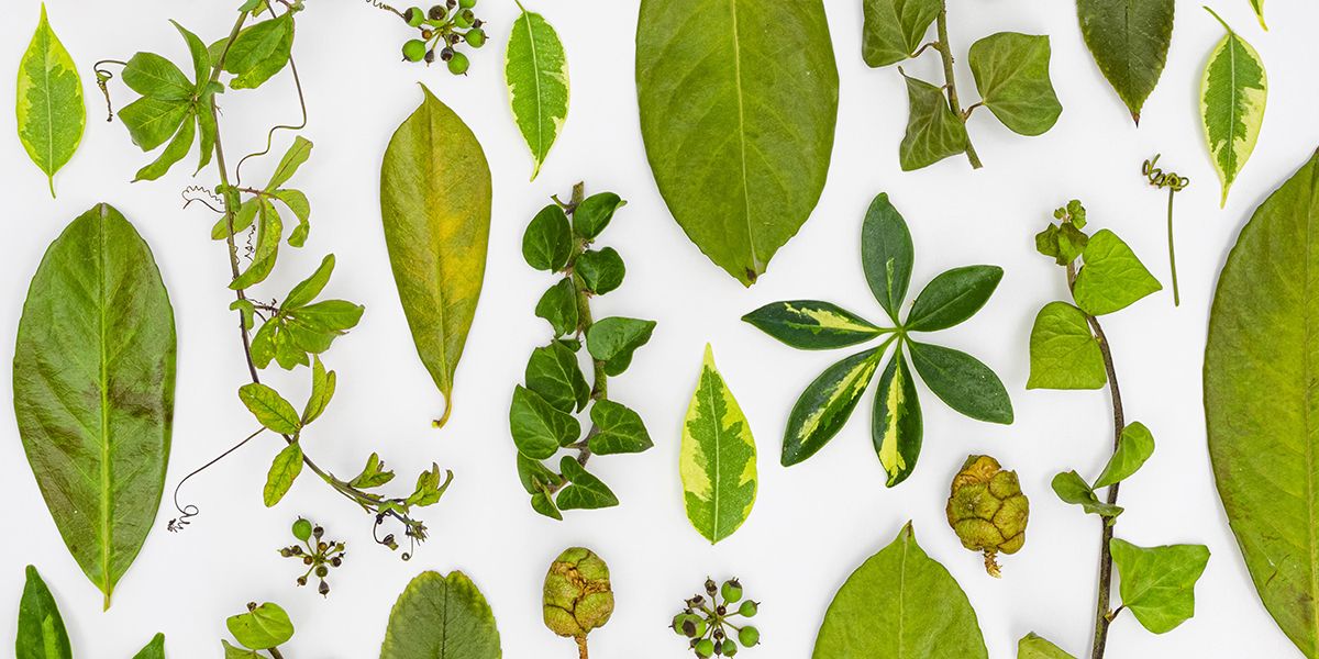 La fascinante diversité des feuilles de plantes : un monde à explorer