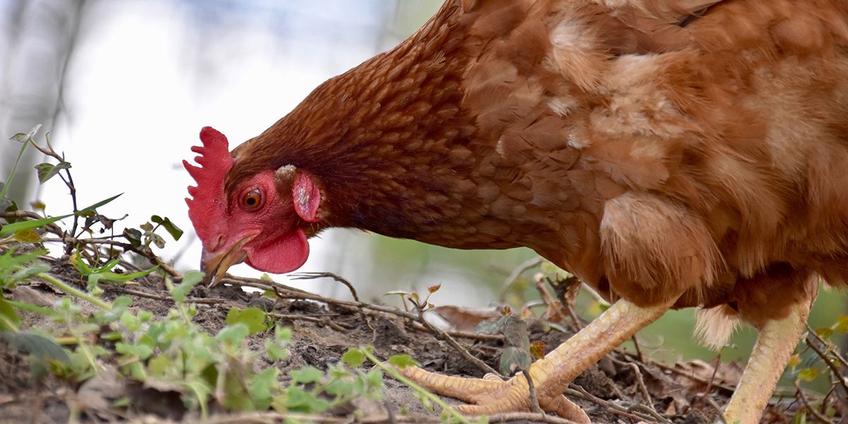 Les 4 ravageurs du jardin que vos poules adorent croquer