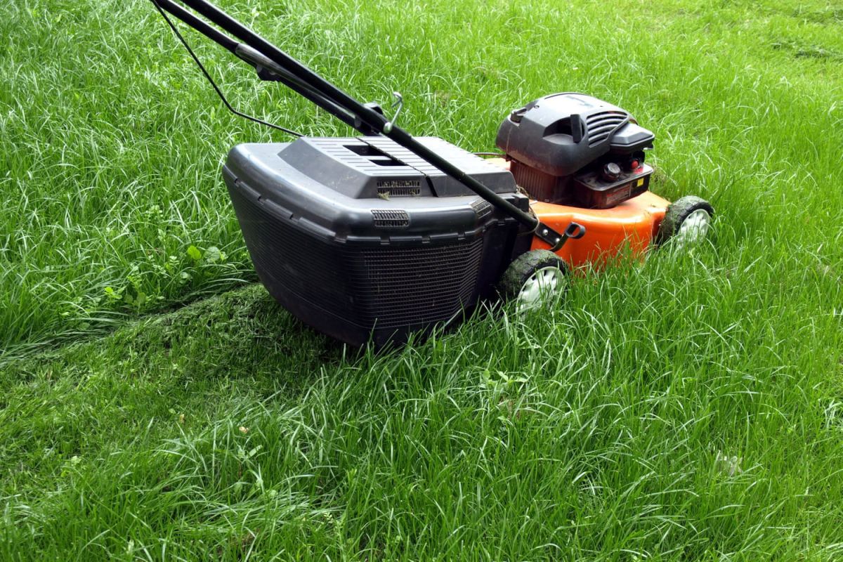 Les secrets d'une pelouse parfaite : guide pratique de la tonte