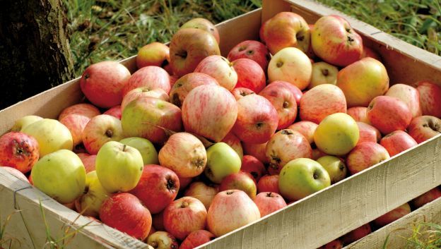 Janville met à l'honneur la pomme et le Costil Rouge
