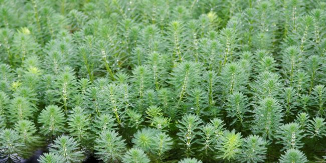 Myriophylle du Brésil : une invasion silencieuse dans nos bassins