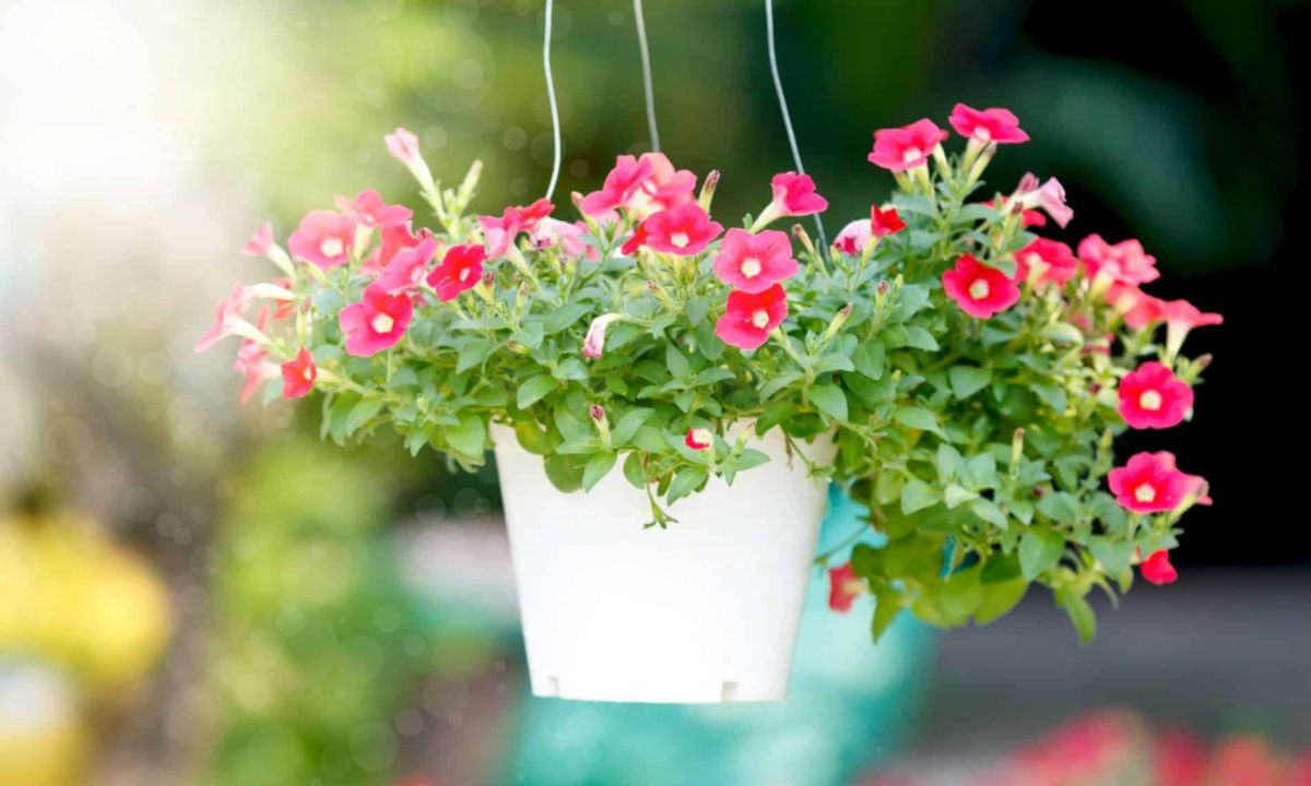 Les impatiens, la nouvelle star des balcons