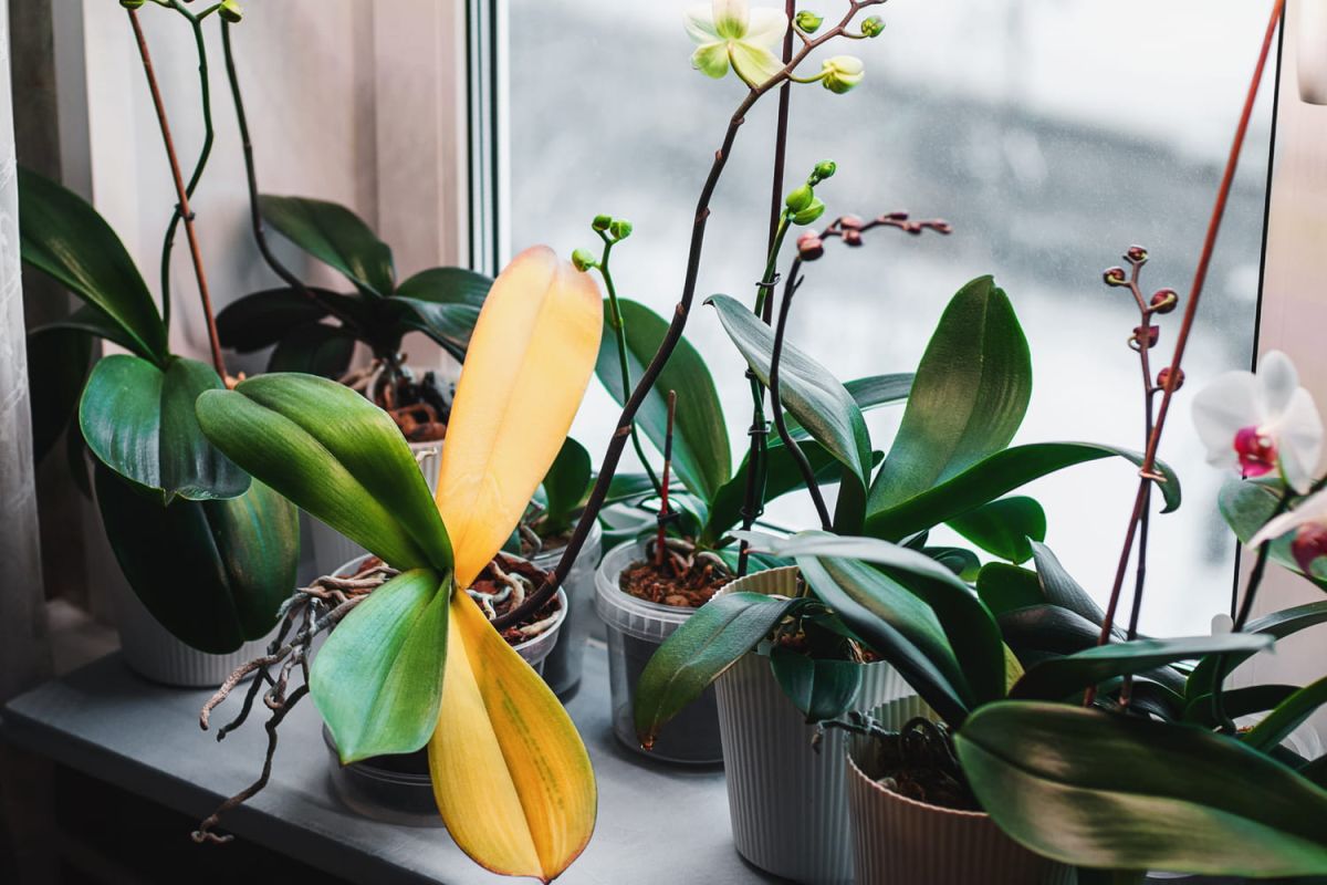 La mauvaise habitude qui nuit à vos orchidées et les met en danger