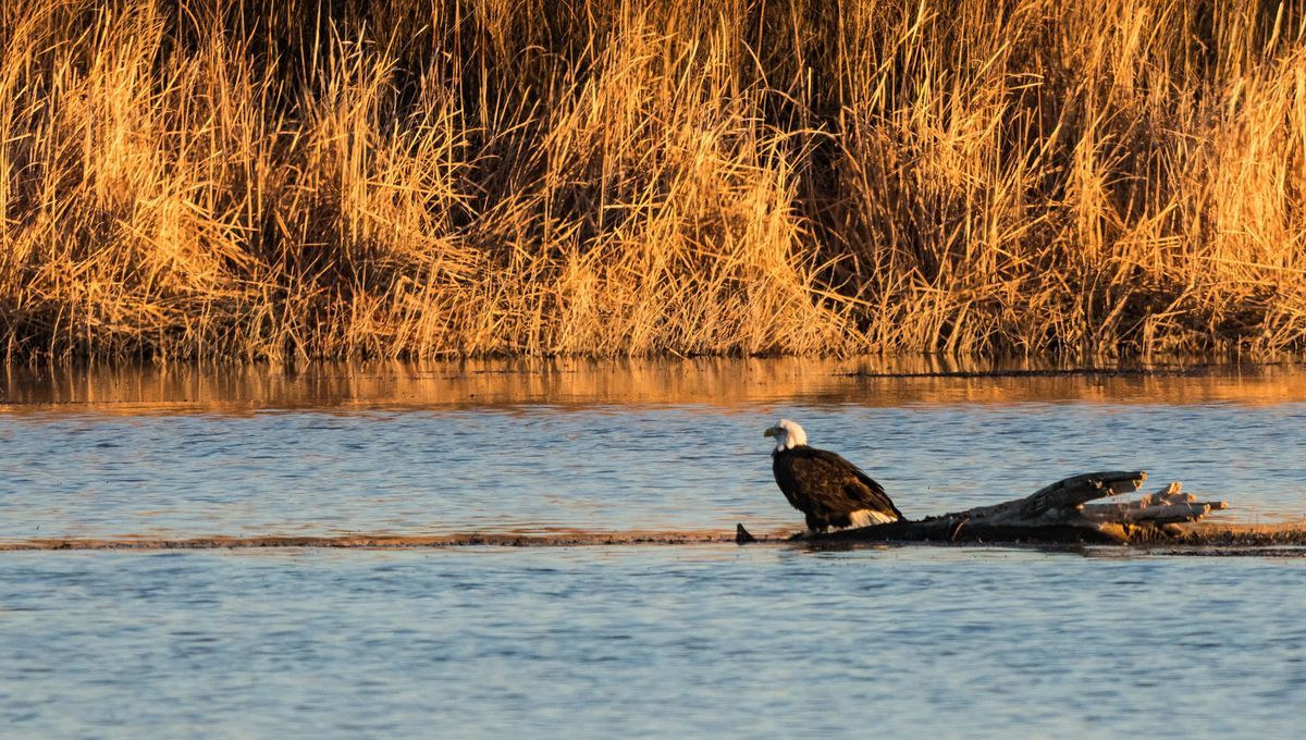 À la découverte de l'étang de Rumien : un trésor naturel au cœur du Parc du Perche