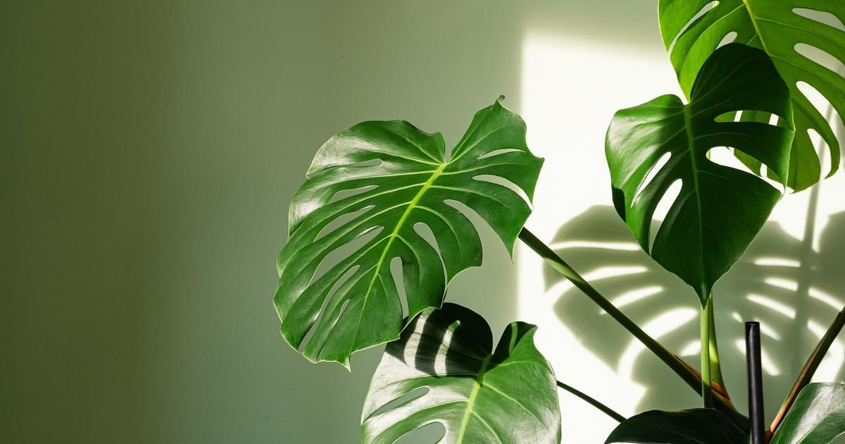10 plantes parfaites pour les espaces sombres et sans lumière