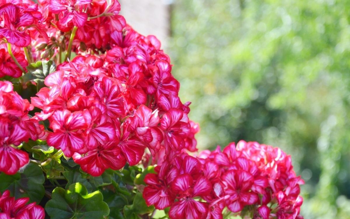 Découvrez les plantes aux feuillages parfumés pour un jardin enchanteur