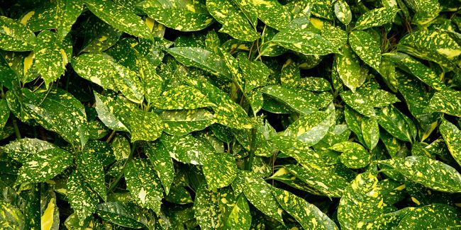 Aucuba du Japon : l'arbuste incontournable des jardins urbains