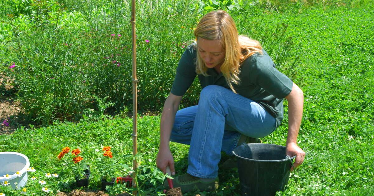 Les secrets du compagnonnage : quelles plantes s'entendent au jardin ?