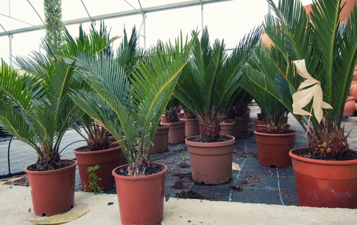 Cultiver un palmier en pot : bons conseils pour une plante éclatante