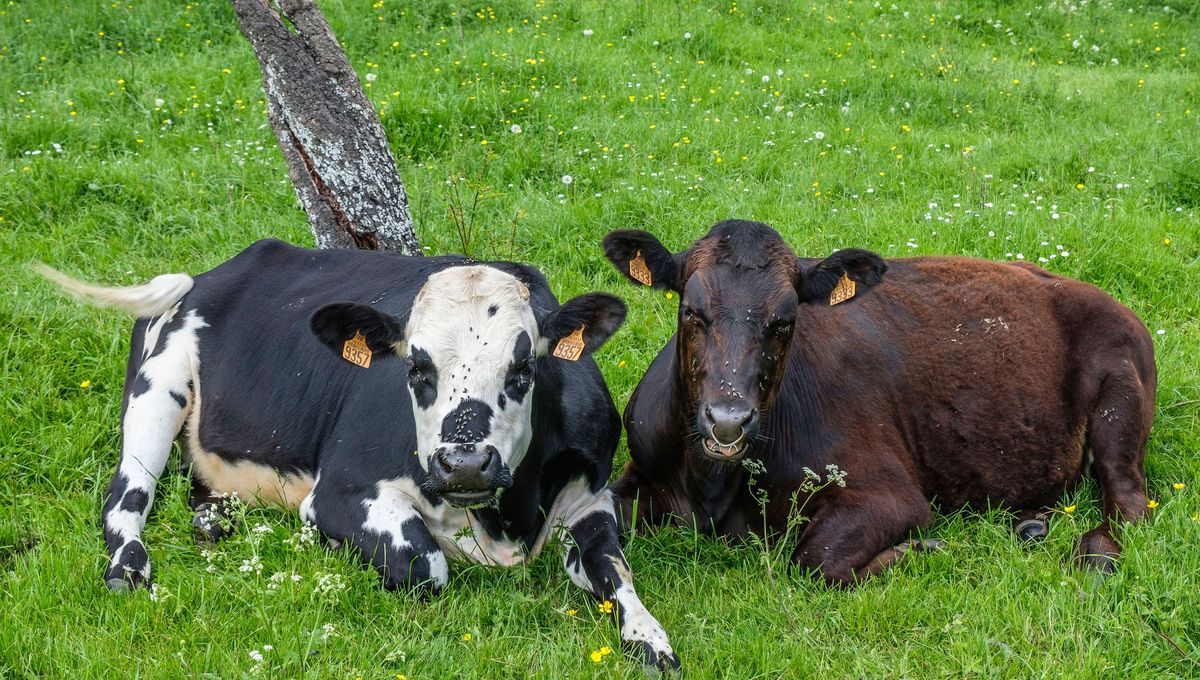 L'Orne confrontée à un nouveau foyer de tuberculose bovine
