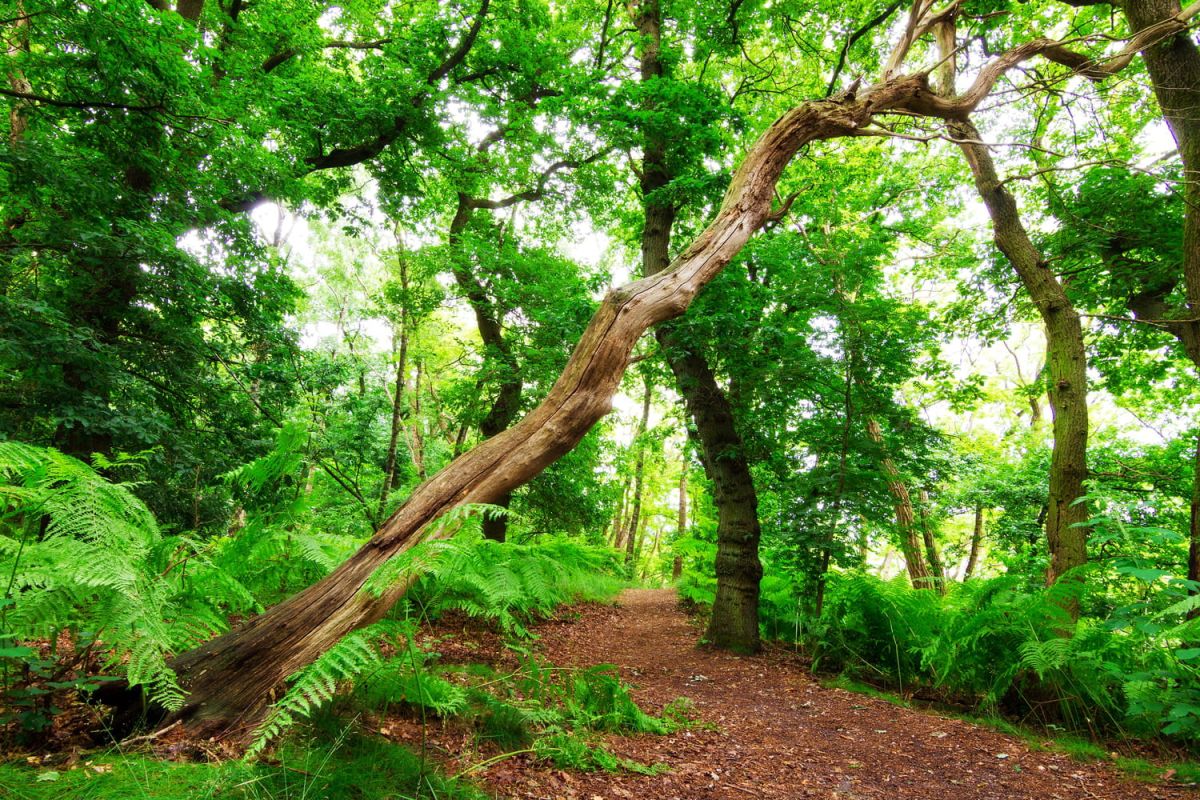 À la découverte des trésors du sous-bois