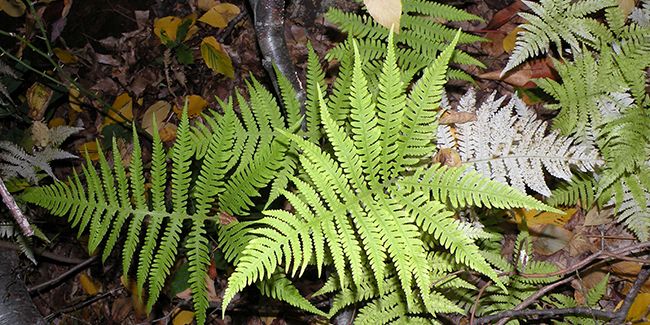 Polypode du hêtre (Phegopteris connectilis)