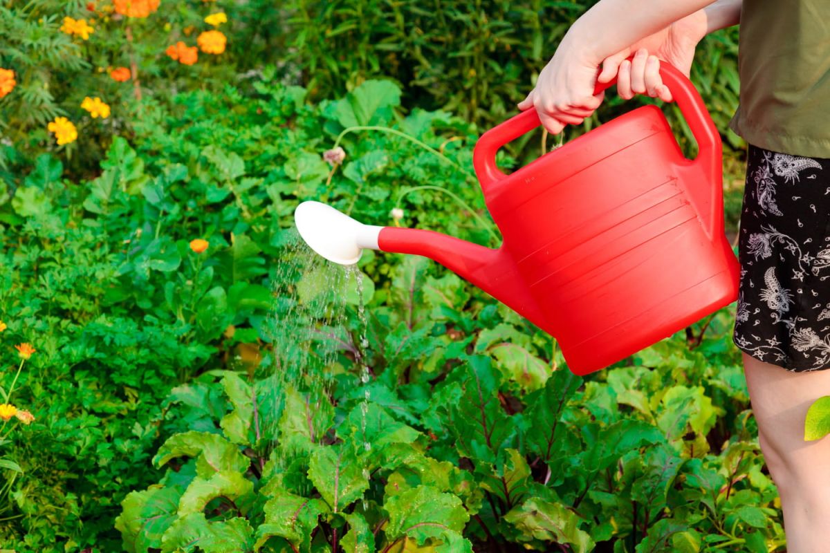 cet aliment ignoré est un trésor pour votre jardin