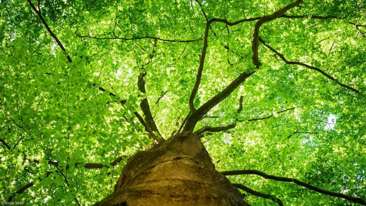 Quiz interactif : testez vos connaissances sur les arbres